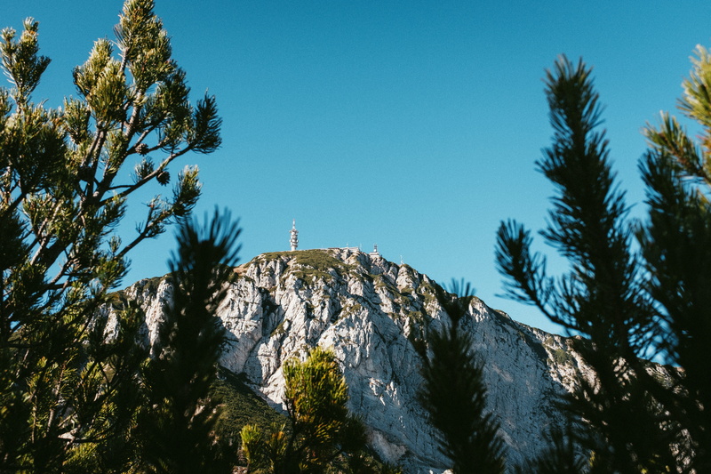 bird, outdoors, tranquility, day, fir, coniferous tree, spruce, bondone, mountain, nature, tree, plant, growth, 5K, autumn, scenics - nature, forest, no people