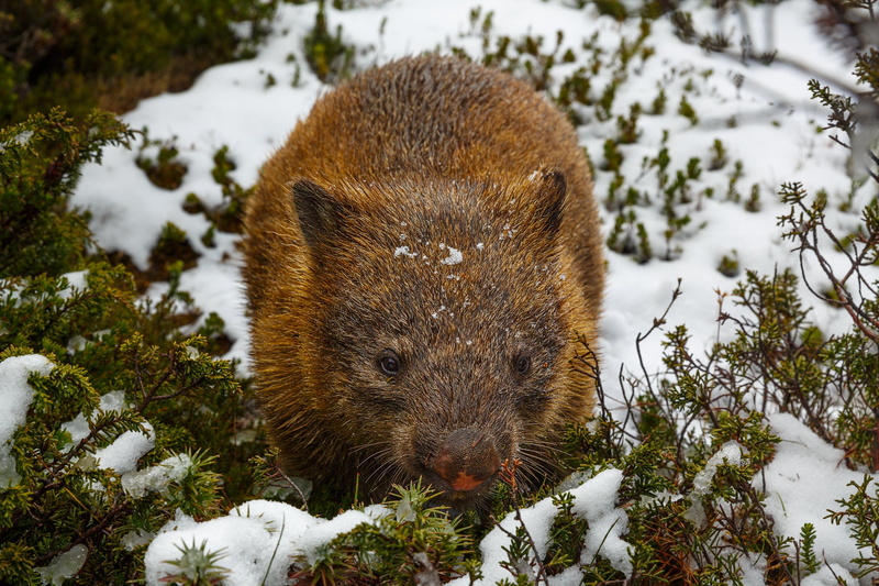 wombat, 1080P, snow