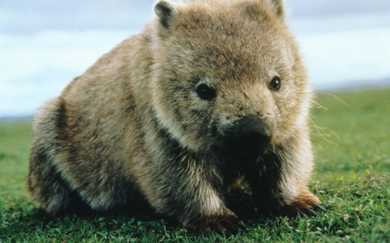 cute, focus on foreground, vertebrate, rodent, close-up, grass, no people, animal hair, animal wildlife, Animal, animal themes, Wombat, outdoors, day, whisker