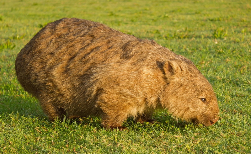Wombat, Animal, 1080P