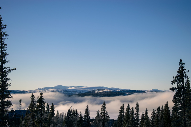 winter, cold, clear sky, landscape, no people, åre, cold temperature, idyllic, copy space, morning light, blue, beauty in nature, fir trees, overview, spruce