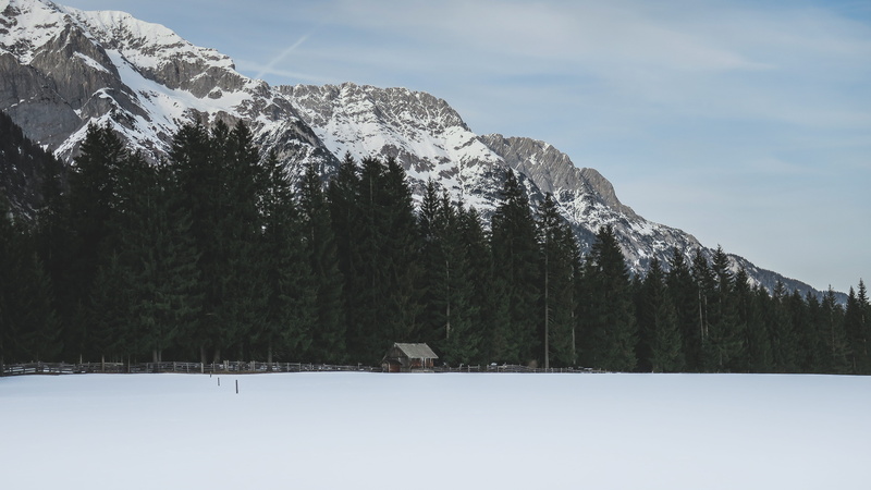 plant, coniferous tree, tranquil scene, pine tree, trees, near, snowcapped mountain, color Image, landscape, Farewell, tree, cold - Temperature, mountain peak