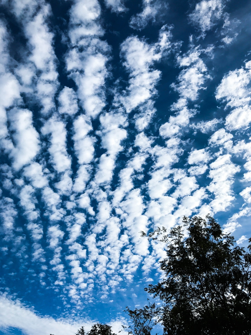 cloud - sky, sky, nuvole, outdoors, trees, no people, blue sky, blue, clouds, nature, cloud, beauty in nature, non-urban scene, tranquility, idyllic, plant