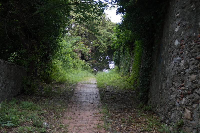 forest, diminishing perspective, empty, footpath, the way forward, narrow, tree, nature, genova, no people, 5K, overgrown, brick path, outdoors, transportation