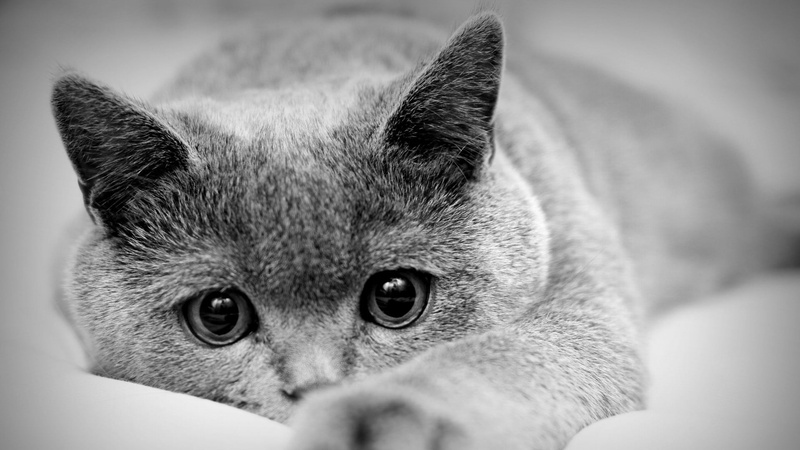 rubble, vertebrate, one animal, whisker, small, feline, chihuahua - dog, mammal, domestic, russian, cat, pets, animal eye, domestic cat, portrait, 1080P