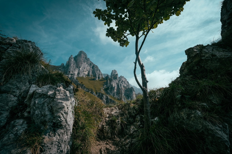 growth, flora, bush, rainforest, tranquility, forest, environment, rock, tranquil scene, 5K, land, solid, mountain, italy, jungle, beauty in nature, crest