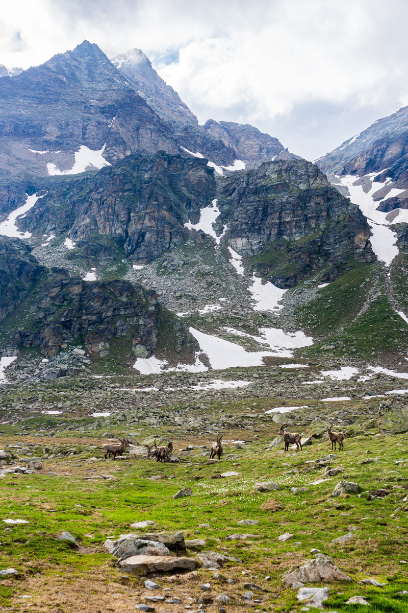 group of animals, mammal, outdoors, valpelline, environment, mountains, domestic animals, wilderness, beauty in nature, formation, sky, aosta, day, 4K