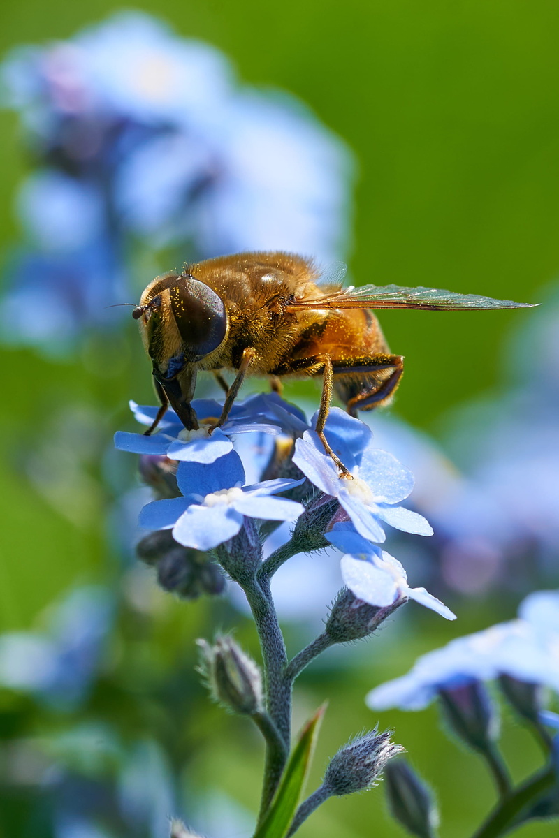 purple, pollen, animal wildlife, bud, fly, bee, pollination, animals in the wild, flower head, hoverfly, plant, animal, honey bee, animal themes, blue