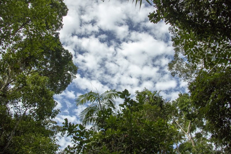 queensland, beauty in nature, scenics - nature, tree, tree canopy, outdoors, low angle view, forest, 5K, green color, idyllic, skyrail forest, cloud - sky