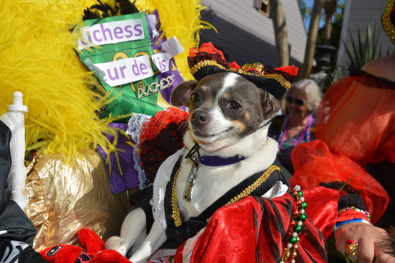 portrait, clothing, one animal, new orleans, dog, parades, celebration, krewe of barkus, pets, domestic animals, canine, holiday - event, hat, 5K, mardi gras