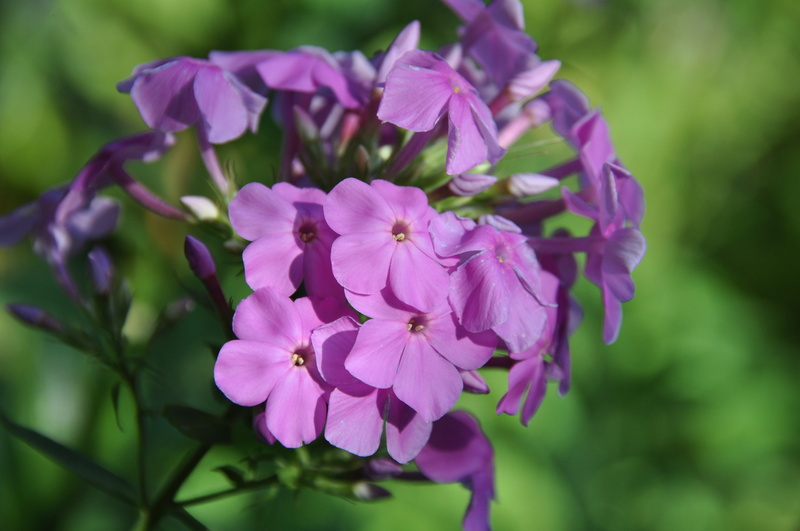 close-up, pink color, inflorescence, beauty in nature, flowering plant, freshness, flowers, no people, flower head, vulnerability, day, outdoors, phlox