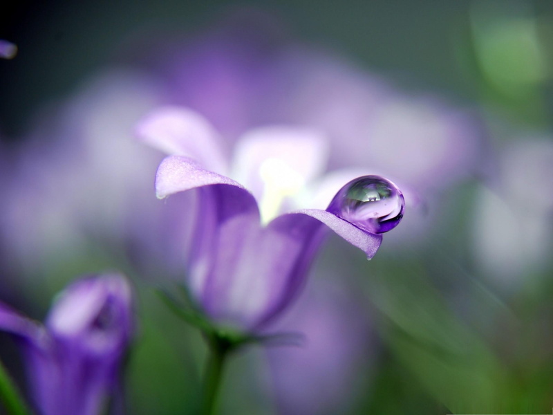 close, blue, nature and landscapes, spring, purple, bluebell, summer, campanulas, macro, 1080P, close up