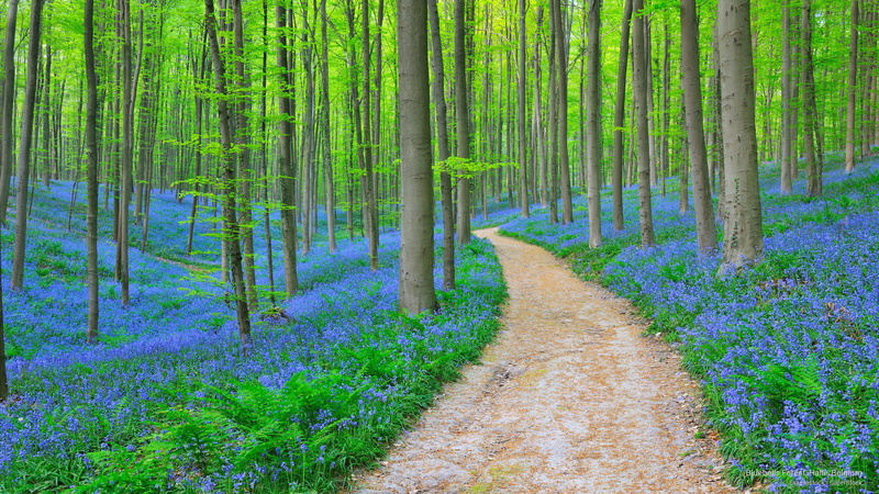 bluebells, halle, Spring/Summer, 2K, belgium, forest