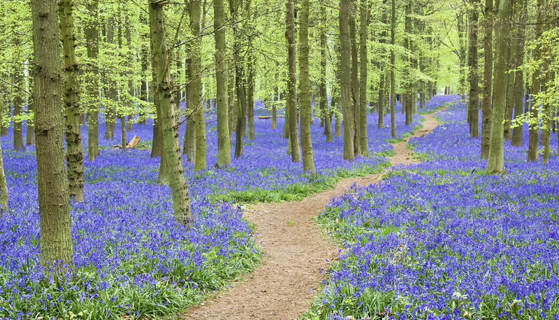 hertfordshire, trees, bluebells, ashridge, field, engl, 3d and abstract, woods, blue, flower, forest, 1080P