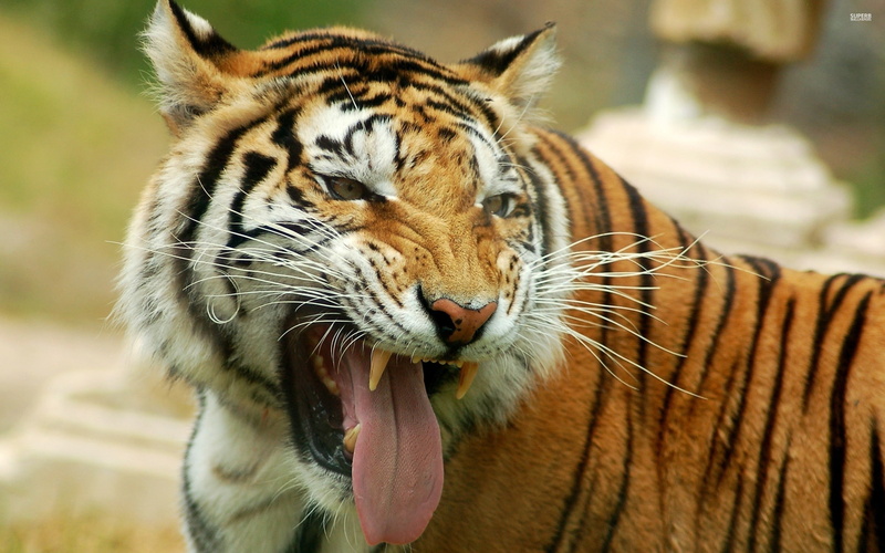 4k tiger, animals, 2560x1600, hdm animal wallpaer, Animal, hd tiger, tiger, 2K