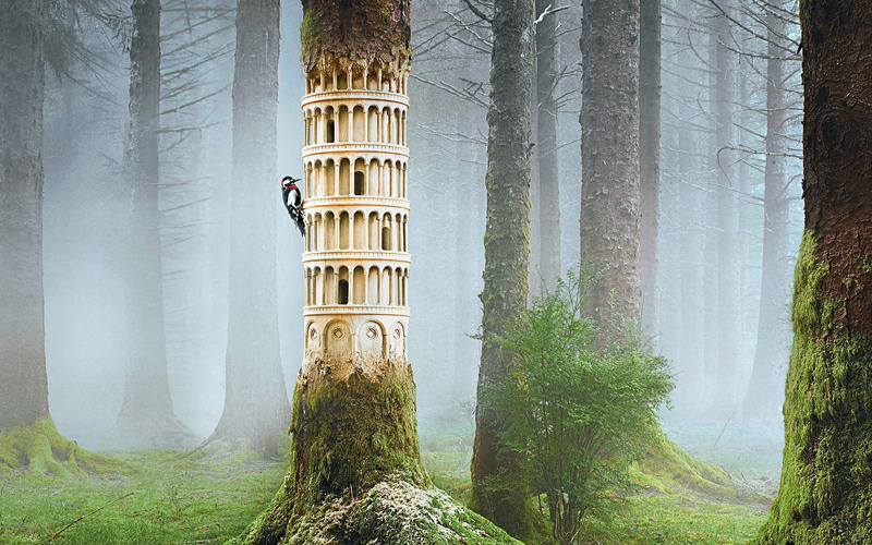 hd artistic wallpaers, woodpecker, bird, 2880x1800, Forest, artistic, 2K, tree, 4k wallpaers