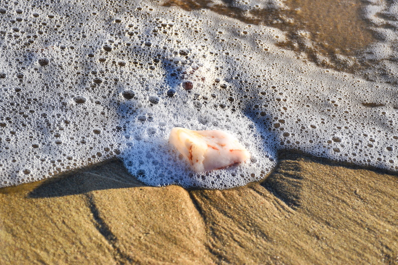 day, land, mediterranean, high angle view, shoreline, sunlight, stone, beach, animals in the wild, surf, outdoors, nature, coastline, rock, animal wildlife
