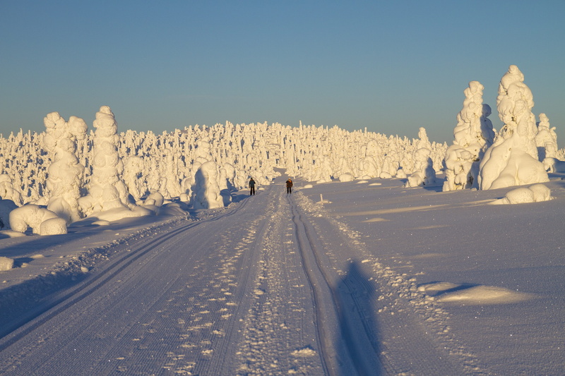 5K, forest, transportation, scenics, ice, Lapland, trail, plant, sunlight, no People, non-Urban Scene, nature, travel, Finland, road, cold - Temperature
