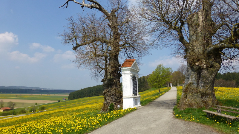 allgäu, building exterior, tree, architecture, day, growth, no people, outdoors, footpath, 4K, nature, grass, beauty in nature, built structure, sky, cloud - sky