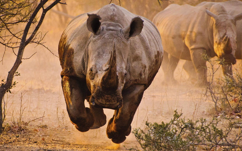 1080P, Rhino, Rhinoceros
