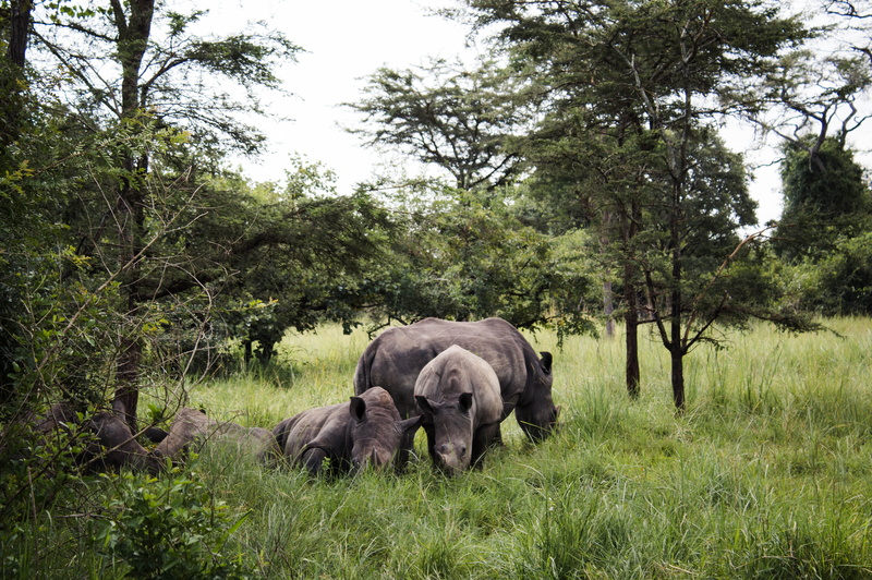 land, grassland, wood, black, growth, animal family, field, green color, outdoors, 4K, grass, africa, herbivorous, animal, wildlife, bush, rhino, vegetation