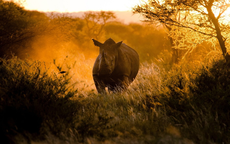 Rhinoceros, 1080P, Sunset, African, Sunlight