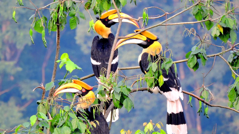 plant, beautiful, growth, tree, yellow, animals in the wild, rhinoceros, no people, bird, hornbill, animal themes, animal, branch, perching, sunlight, animal wildlife