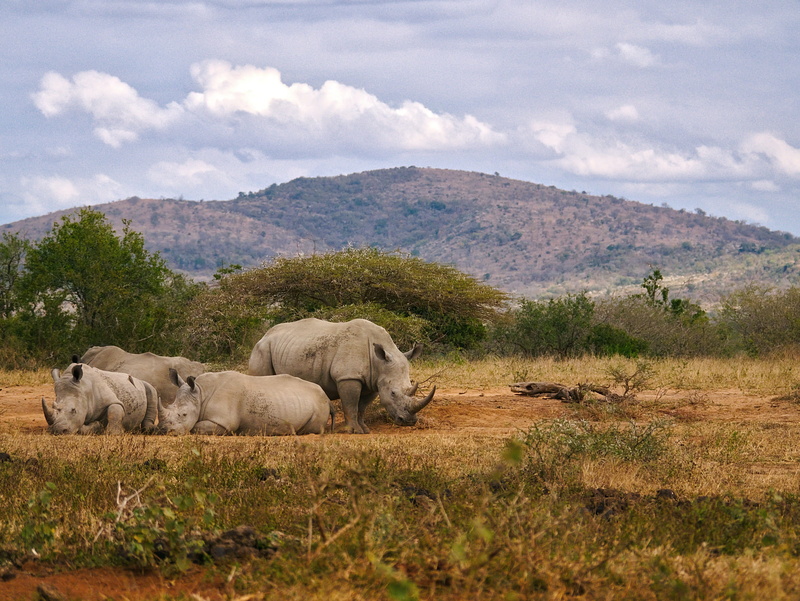 animal wildlife, mountain, south africa, animals in the wild, beauty in nature, africa, herd, land, sky, rhinoceros, domestic animals, rhino, herbivorous