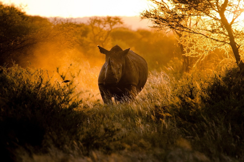 animal themes, mammal, no People, grass, outdoors, brown, land, wildlife, domestic animals, safari, standing, forest, rhino, morning, wildlife Reserve