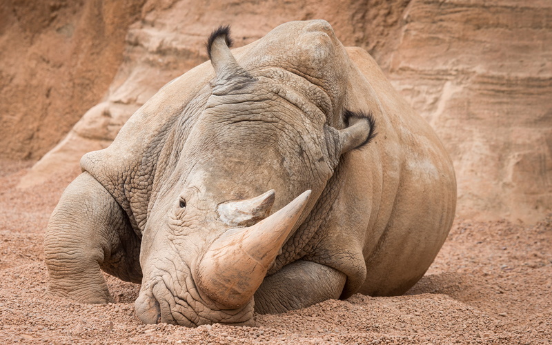 rhinoceros, hd, 2K, rhino, animals
