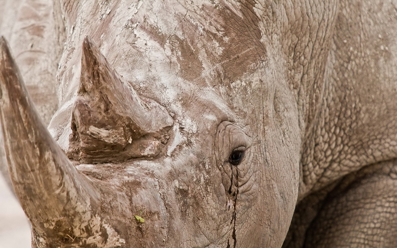 no people, sunlight, rhinoceros, elephant, mammal, animal, animal skin, animal head, rhino, 2K, herbivorous, outdoors, nature, animals in the wild, closeup
