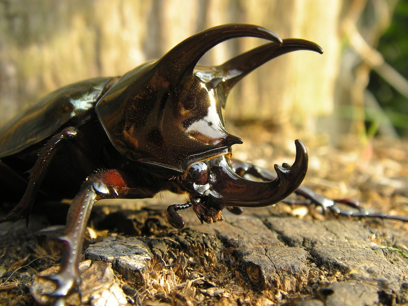 Rhinoceros Beetle, Animal, 1080P