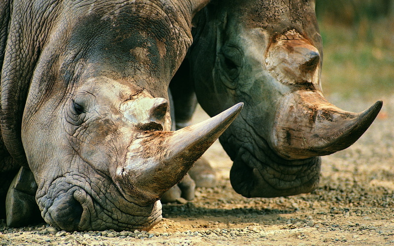 white Rhinoceros, animal themes, animal Trunk, sunlight, two, group of animals, animal, two animals, endangered Species, day, one Animal, horn, wildlife
