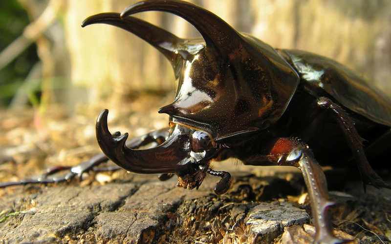 2560x1600, 4KPICS, Rhinoceros .Beetle, animals, 1080P, Beetle
