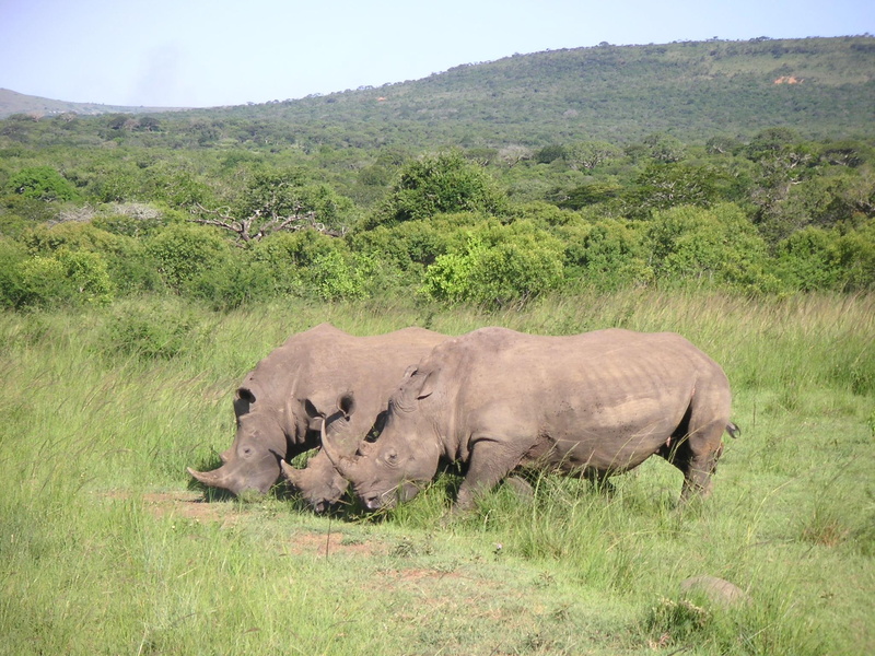 nature, 1080P, rhinoceros, wild, animals, umfolzi, animal
