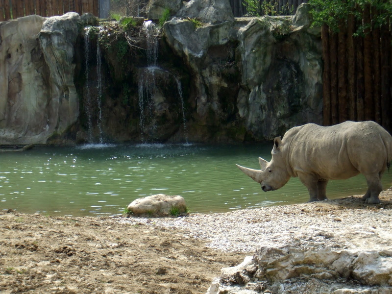 rocks, outdoors, agriculture, group of animals, rural Scene, wildlife, water Buffalo, land, no people, water, rock formation, rhino, landscape, rhinoceros