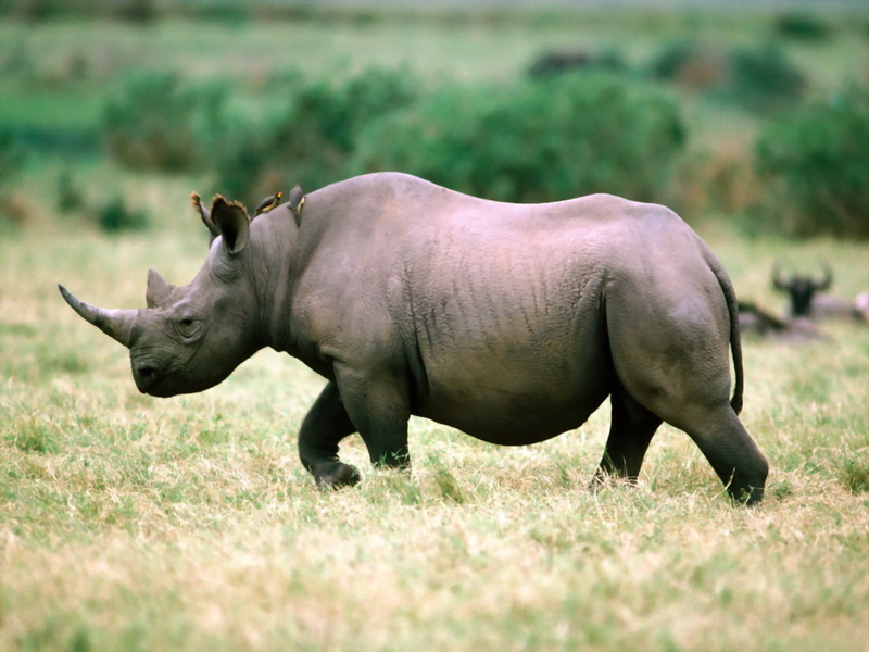 domestic animals, wilderness Area, animal, africa, livestock, horned, no People, outdoors, full length, wildlife Reserve, animal themes, large, safari Animals