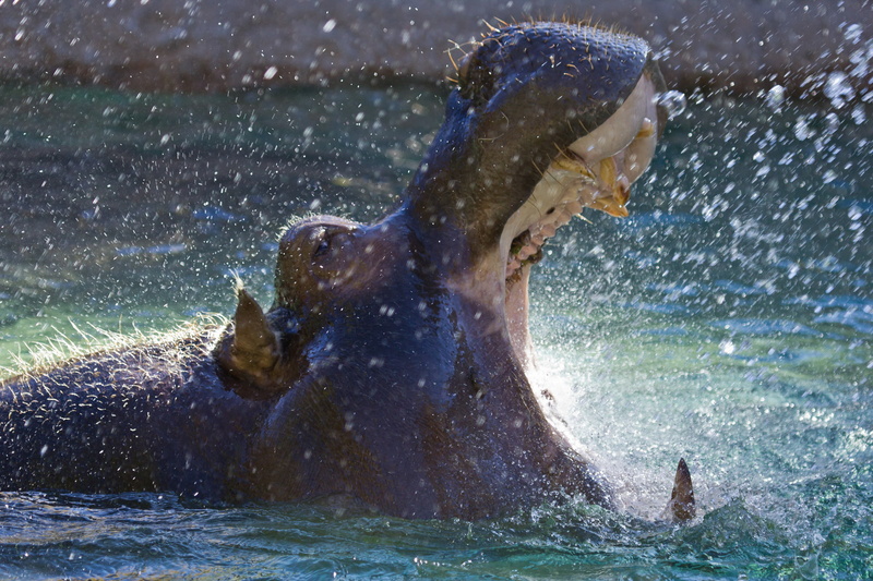 hippopotamuses, animals, hippo, 1080P, drops, water