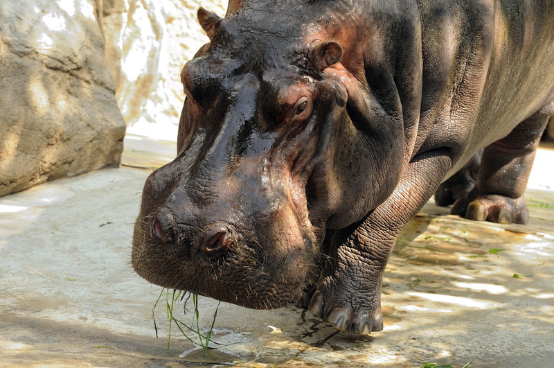 close-up, animal head, water, day, animal wildlife, one animal, herbivorous, animals, 1080P, Hippo, mammal, animal body part, vertebrate, outdoors, no people