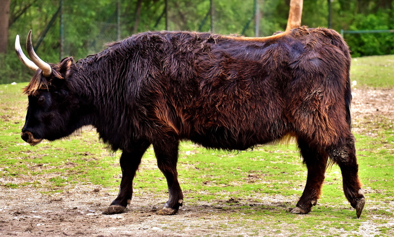 animal themes, plant, grass, black, graze, field, full length, hellabrunn, domestic animals, vertebrate, horns, standing, 5K, fur, nature, pets, outdoors