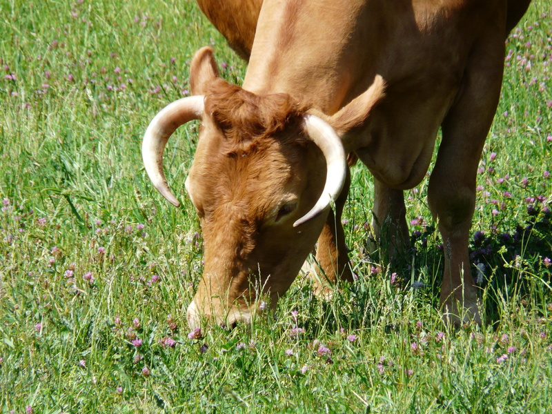 mammal, cow, grass, animal head, plant, animal, field, graze, creature, no people, outdoors, herbivorous, horns, day, cattle, domestic, domestic animals