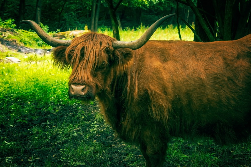 horns, grass, green color, ox, domestic, outdoors, domestic animals, head, livestock, field, aurochs, animal themes, highland cattle, horned, standing