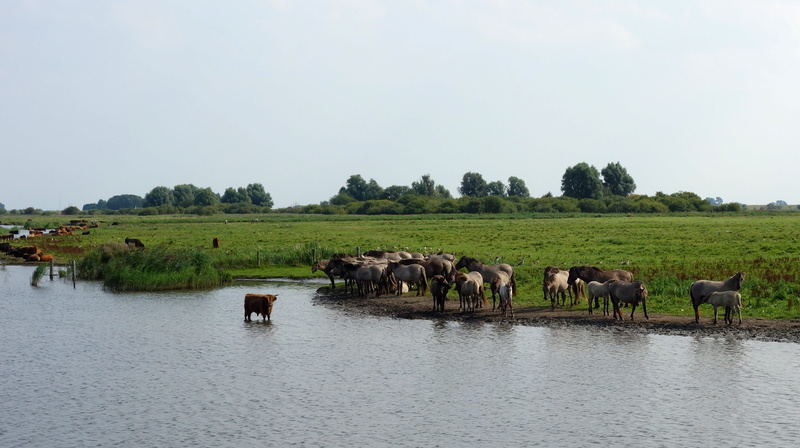 horses, protected nature, nature reserve, no people, large group of animals, domestic animals, domestic, herd, wild horses, nature, aurochs, animals in the wild