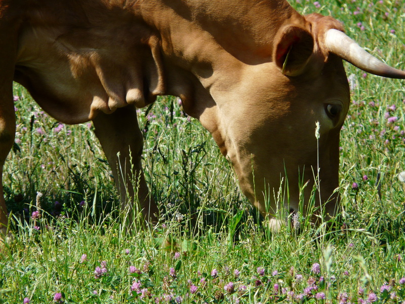 herbivorous, plant, livestock, agriculture, front woods beef, grass, day, graze, creature, pets, land, nature, animal themes, field, outdoors, horns, animal