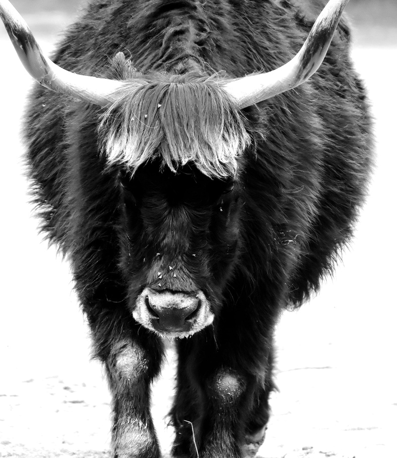 cattle, mammal, cow, animal head, no people, animal wildlife, black and white, zoo, animal themes, domestic animals, Horns, hellabrunn, one animal, animal body part