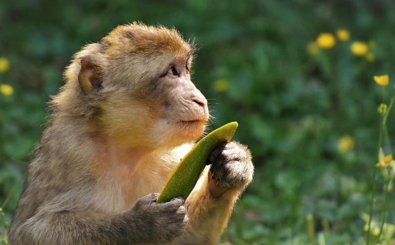 animal themes, mammal, animal wildlife, mouth open, close-up, nature, holding, outdoors, day, food, profile view, one animal, 5K, animal head, no people