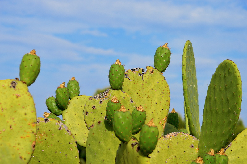 selective, outdoors, land, barbary, focus, mediterranean, cactus, sunlight, plant, spiked, beauty in nature, photography, growth, climate, day, succulent plant
