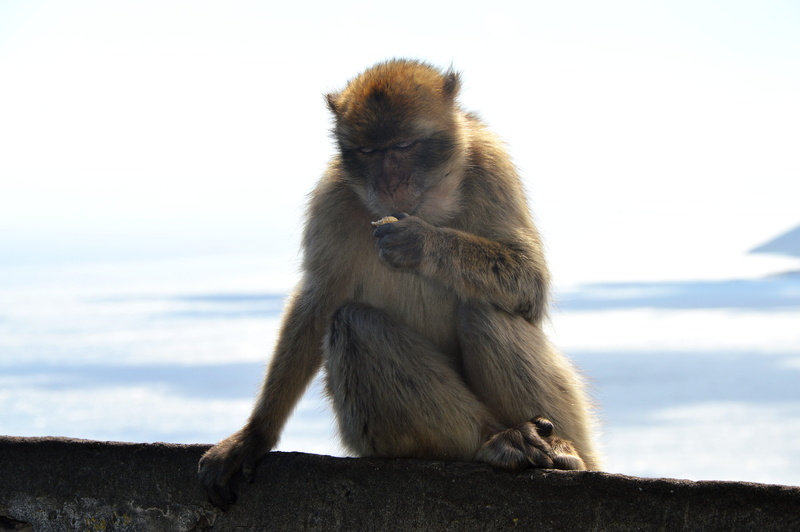 primate, sky, barbary ape, focus on foreground, sitting, one animal, baboon, 5K, nature, outdoors, day, mammal, young animal, gibraltar, land, vertebrate