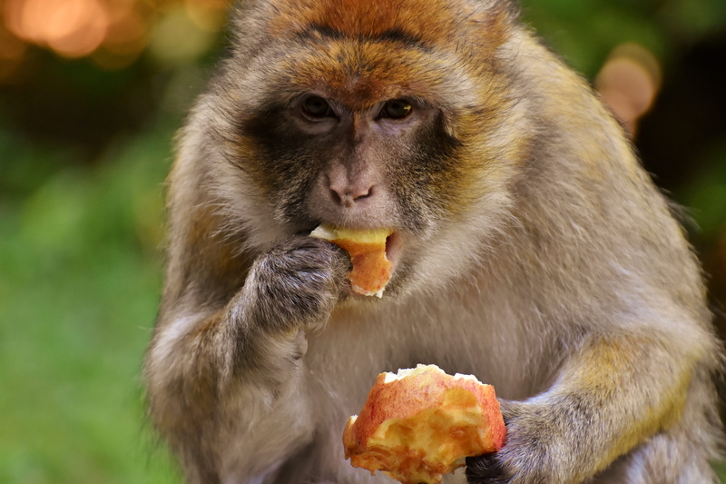 people, monkey mountain salem, 5K, animals in the wild, healthy eating, day, food, apple, eating, outdoors, animal, vertebrate, primate, eat, food and drink