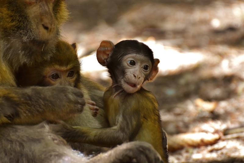 baby monkey, shallow, mammal, monkeys, focus, animal, day, 2K, animal family, group of animals, portrait, care, vertebrate, monkey mountain salem, wild animal
